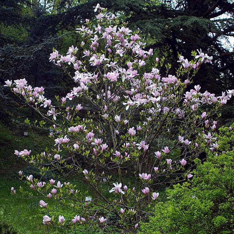 Magnolie Magnolia 'Pinkie' rosa