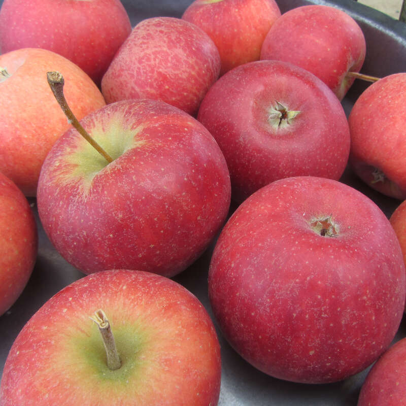 Apfel II