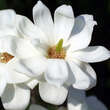 Magnolia denudata 'Double Diamond': Bild 1/5