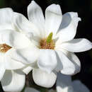 Magnolia denudata 'Double Diamond' - Yulan-Magnolie