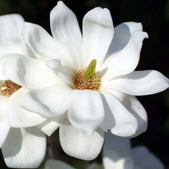 Magnolia denudata 'Double Diamond'