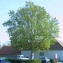 Platanus hispanica - Platane