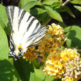 Buddleja weyeriana 'Sungold' - Gelber Sommerflieder