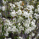 Amelanchier laevis 'Snowflakes' - Felsenbirne