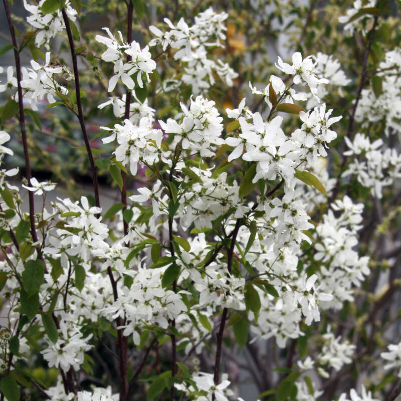 Felsenbirne - Amelanchier laevis 'Snowflakes' - weiß