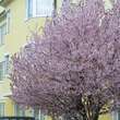 Prunus cerasifera 'Nigra': Bild 4/9