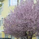 Prunus cerasifera 'Nigra' - Blutpflaume