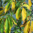 Aesculus pavia 'Atrosanguinea': Bild 3/4