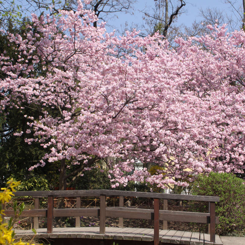 Japanische Blutenkirsche Prunus Accolade Rosa