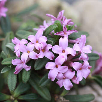 Daphne susannae 'Anton Fahndrich'