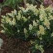 Pieris japonica 'Debutante': Bild 4/4