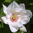 Magnolia vulcan Magnolia vulcan