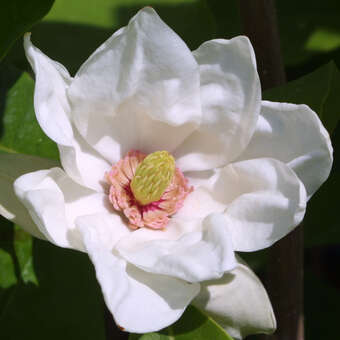 Magnolia 'Norman Gould'