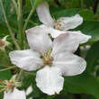 Malus domestica 'Elstar': Bild 2/3