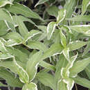 Buntlaubiges Buschgeißblatt - Diervilla sessilifolia 'Cool Splash'