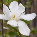 Hohe Sternmagnolie - Magnolia loebneri 'Merrill'