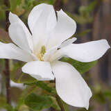 Magnolia loebneri 'Merrill' - Hohe Sternmagnolie