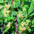Lonicera caerulea kamtschatica: Bild 2/2