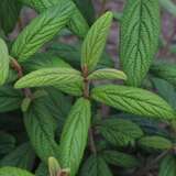 Viburnum rhytidophylloides 'Holland' - Immergrüner Schneeball