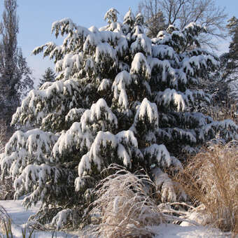 Tanneneibe - Taxus baccata 'Dovastoniana' - grn