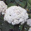 Viburnum rhytidophylloides 'Willowwood': Bild 1/5