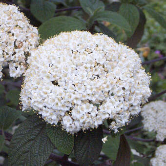 Viburnum rhytidophylloides 'Willowwood'