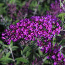 Buddleja davidii 'Nanho Purple' - Sommerflieder