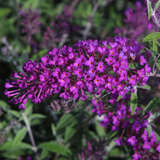 Buddleja davidii 'Nanho Purple' - Sommerflieder