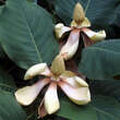 Magnolia hypoleuca: Bild 1/3
