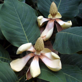 Magnolia hypoleuca
