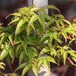 Acer palmatum 'Murasaki-kiyohime': Bild 2/6