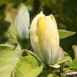 Magnolia acuminata subcordata: Bild 3/4