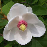 Magnolia sieboldii - Sommermagnolie
