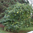 Asimina triloba: Bild 10/10