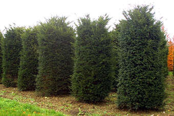 Taxus baccata