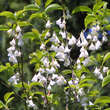 Halesia carolina: Bild 5/5