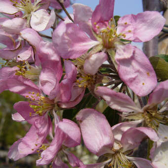 Malus 'Cheals Weeping'