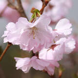 Prunus 'Accolade' - Japanische Blütenkirsche