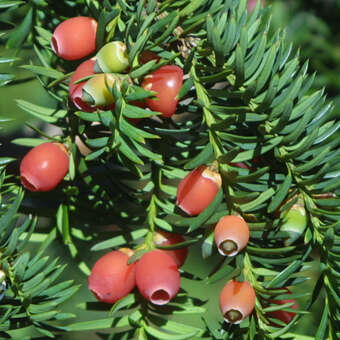 Tanneneibe - Taxus baccata 'Dovastoniana' - grn