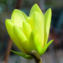 Magnolia 'Goldstar' - Gelbe Sternmagnolie