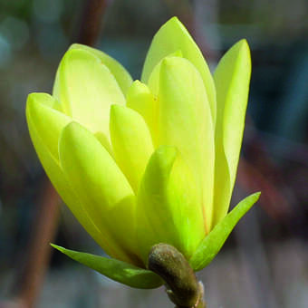 Gelbe Sternmagnolie - Magnolia 'Goldstar'