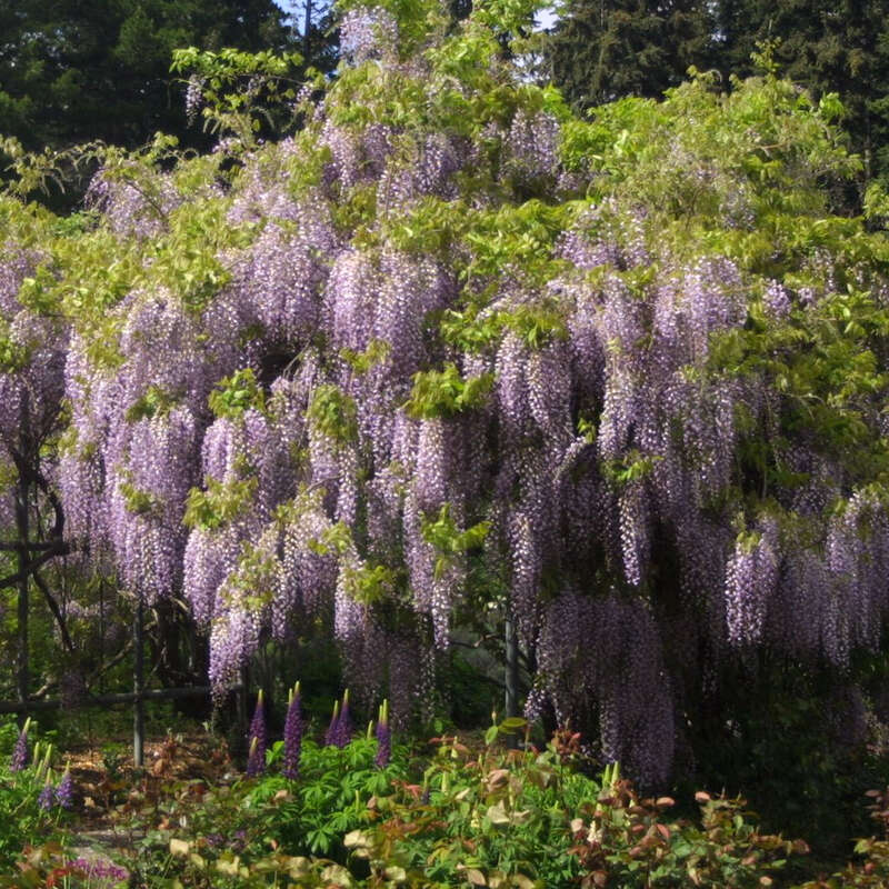 Blauregen - Wisteria floribunda macrobotrys - lila