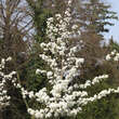 Pyrus calleryana 'Aristocrat': Bild 6/10