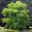 Gymnocladus dioica: Bild 1/9