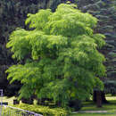 Gymnocladus dioica - Geweihbaum