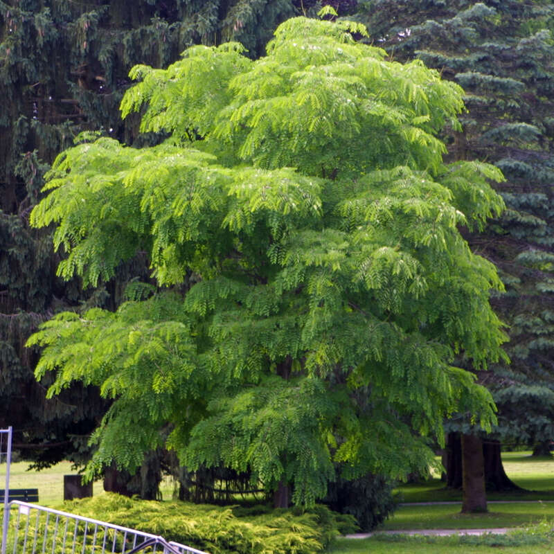 Geweihbaum Gymnocladus dioica