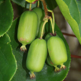 Actinidia arguta 'Ambrosia' (W)