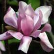Magnolia 'Vulcan': Bild 1/9