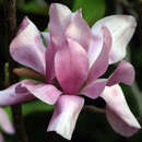 Magnolia 'Vulcan' - Großblumige Magnolie