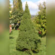 Picea glauca 'Conica': Bild 2/2